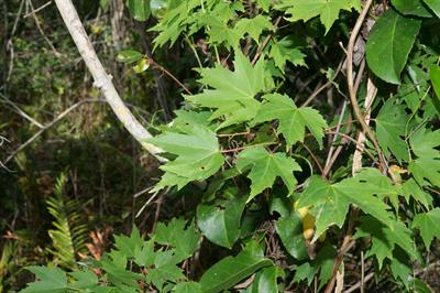Acer rubrum - افرا قرمز