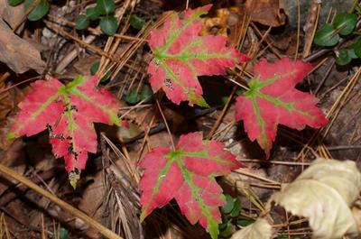 Red maple