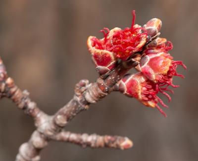 soft maple