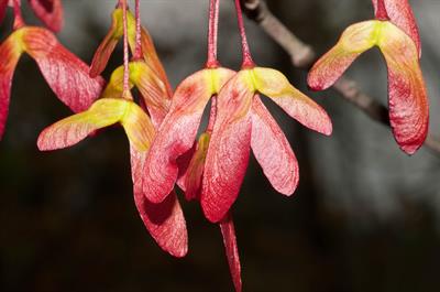افرای قرمز، Swamp Maple