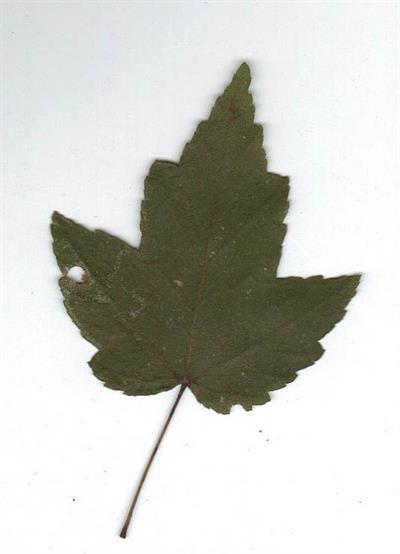 Acer rubrum var. dru