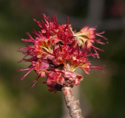 Acer saccharinum - افرا نقره‌ای