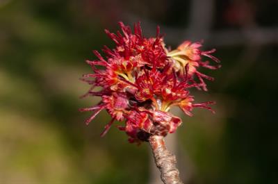 river maple