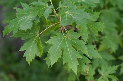 Acer saccharinum - افرا نقره‌ای