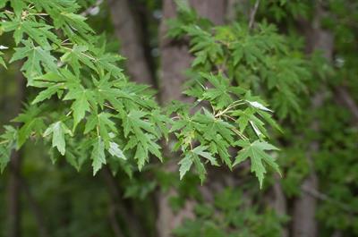 Acer saccharinum