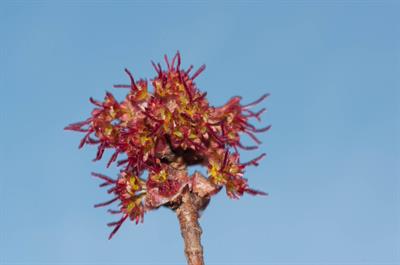 Silverleaf Maple