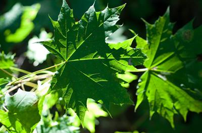 Acer saccharum