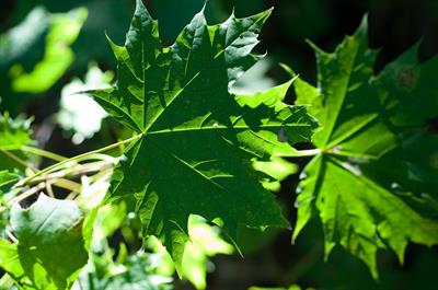 افرای قندی، Sugar Maple