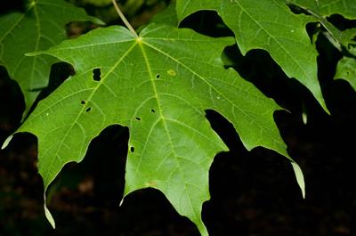 Acer saccharum