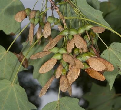 Acer saccharum - افرا قندی