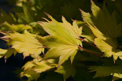 Acer shirasawanum
