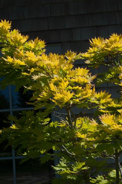 Acer shirasawanum - افرا ماه‌کامل ژاپنی