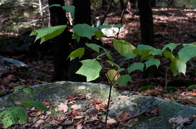 Mountain maple