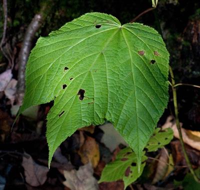 mountain maple, بومی امریکای شمالی