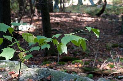 Acer spicatum