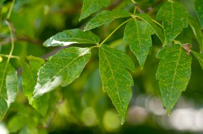 Three-flowered Maple