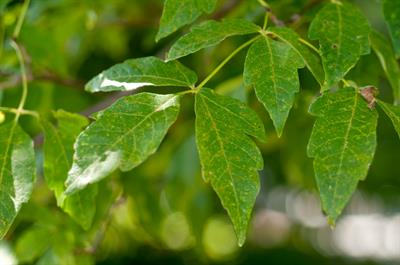 Three-flowered Maple