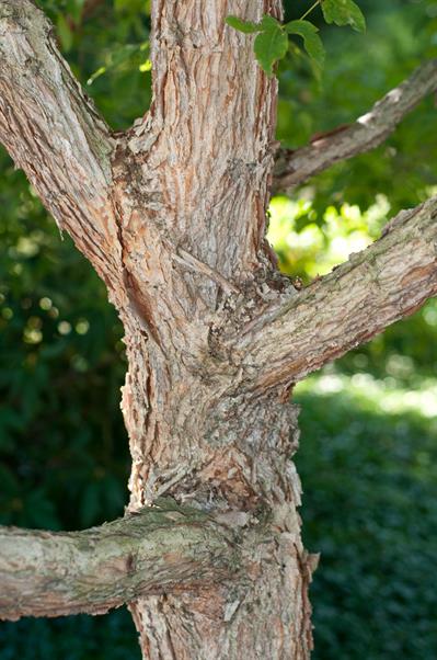 Acer triflorum Kom.