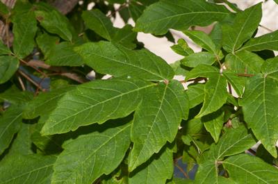 three-flowered maple