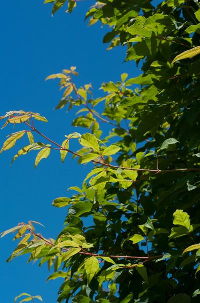 Three-flowered Maple