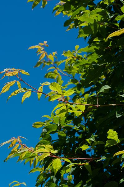 Three-flowered maple