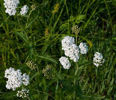 Achillea millefolium