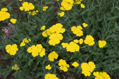 Achillea millefolium