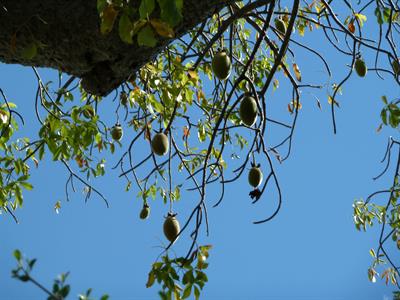 Adansonia digitata - درخت بائوباب