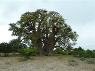 Adansonia digitata - درخت بائوباب