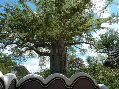 Adansonia digitata - درخت بائوباب
