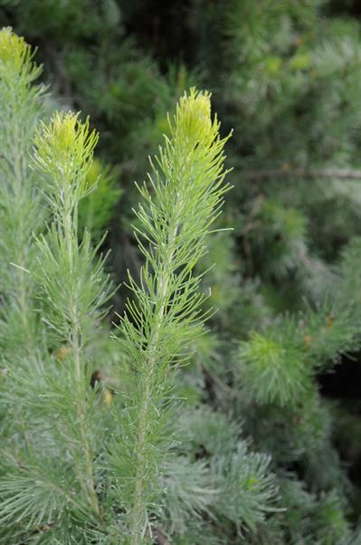Adenanthos sericeus - بوته پشمی استرالیایی