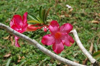 Adenium obesum - آدنیوم، رز صحرایی