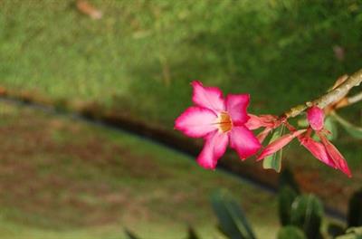 Adenium obesum - آدنیوم، رز صحرایی