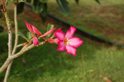 Adenium obesum - آدنیوم، رز صحرایی
