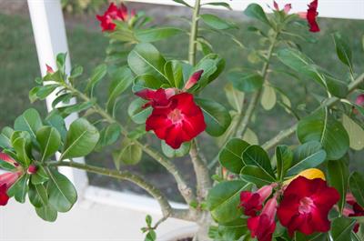 Adenium obesum - آدنیوم، رز صحرایی