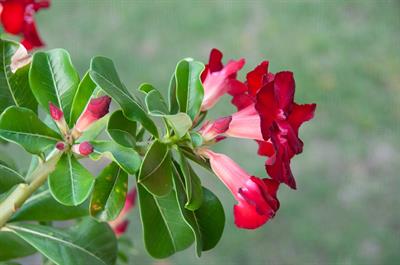Adenium obesum