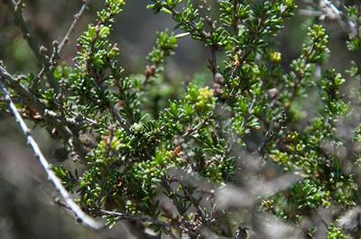 چامیس (بوته چاپارال)