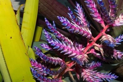 Aechmea
