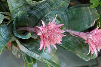 Aechmea fasciata
