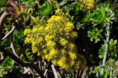 Aeonium