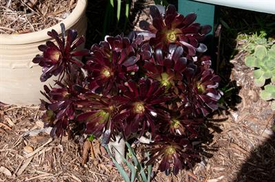 Aeonium arboreum ‘Schwarzkopf’