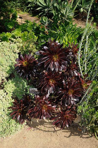 Aeonium arboreum - آئونیوم درختی