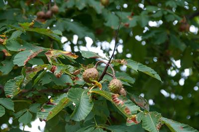 Aesculus hippocastan