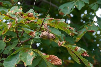 Aesculus hippocastan