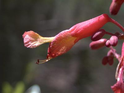 Aesculus pavia - شاه‌بلوط سرخ