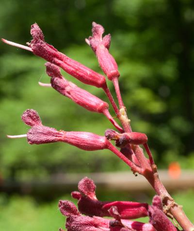 red buckeye