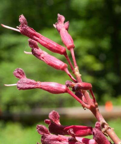 Red buckeye