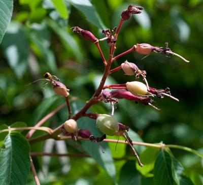 Red horse-chestnut