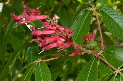 Red Buckeye