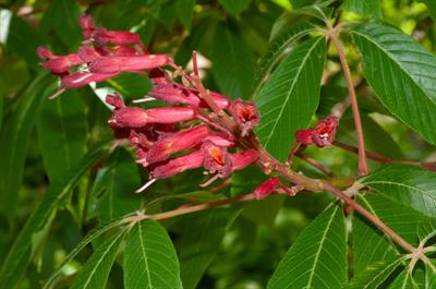 Red buckeye